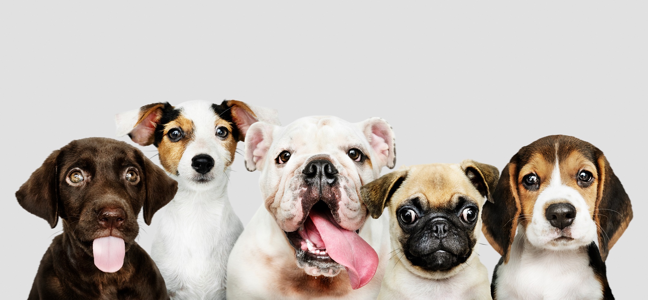 Top Reasons Why Dog Daycare at London Dog Club is a Fantastic Choice for Your Pet