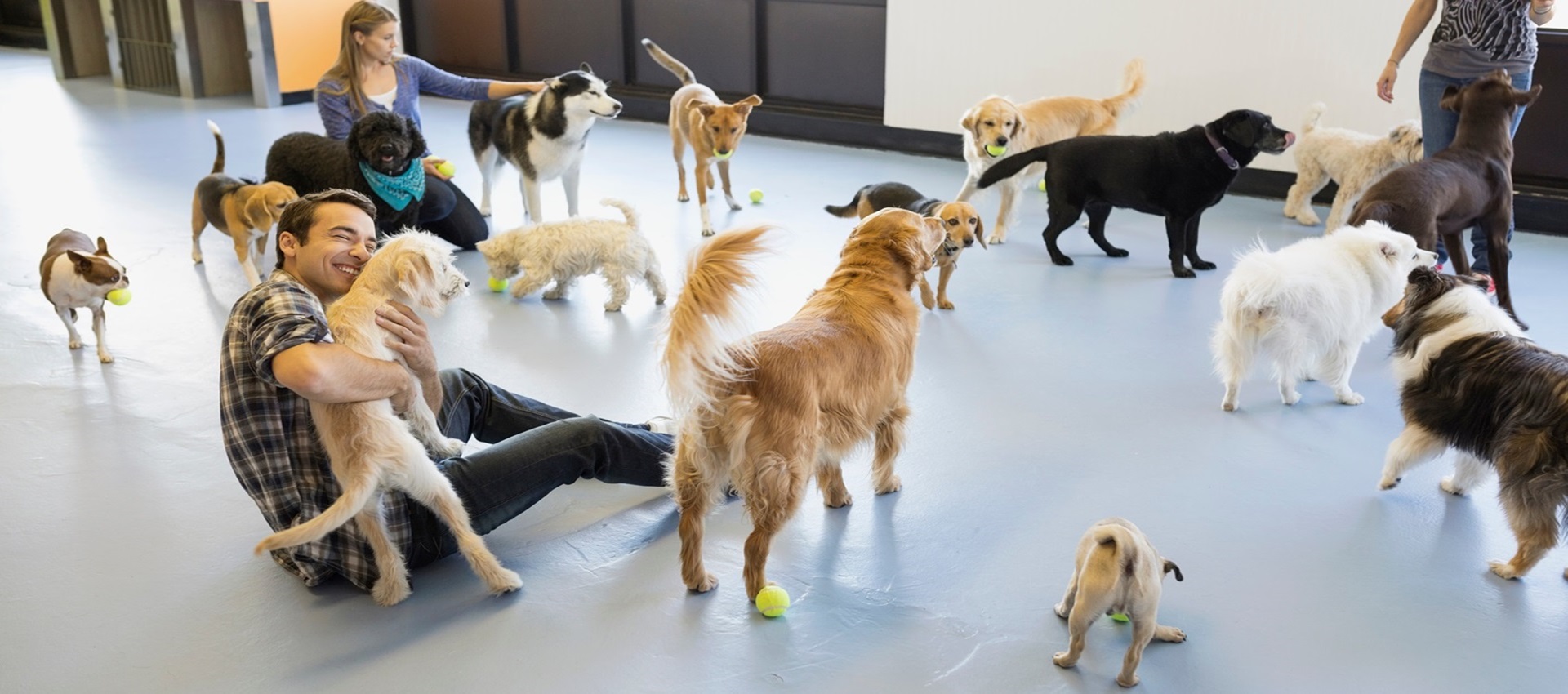 Top 5 Benefits of Dog Daycare: Why Your Dog Needs Socialisation and Play