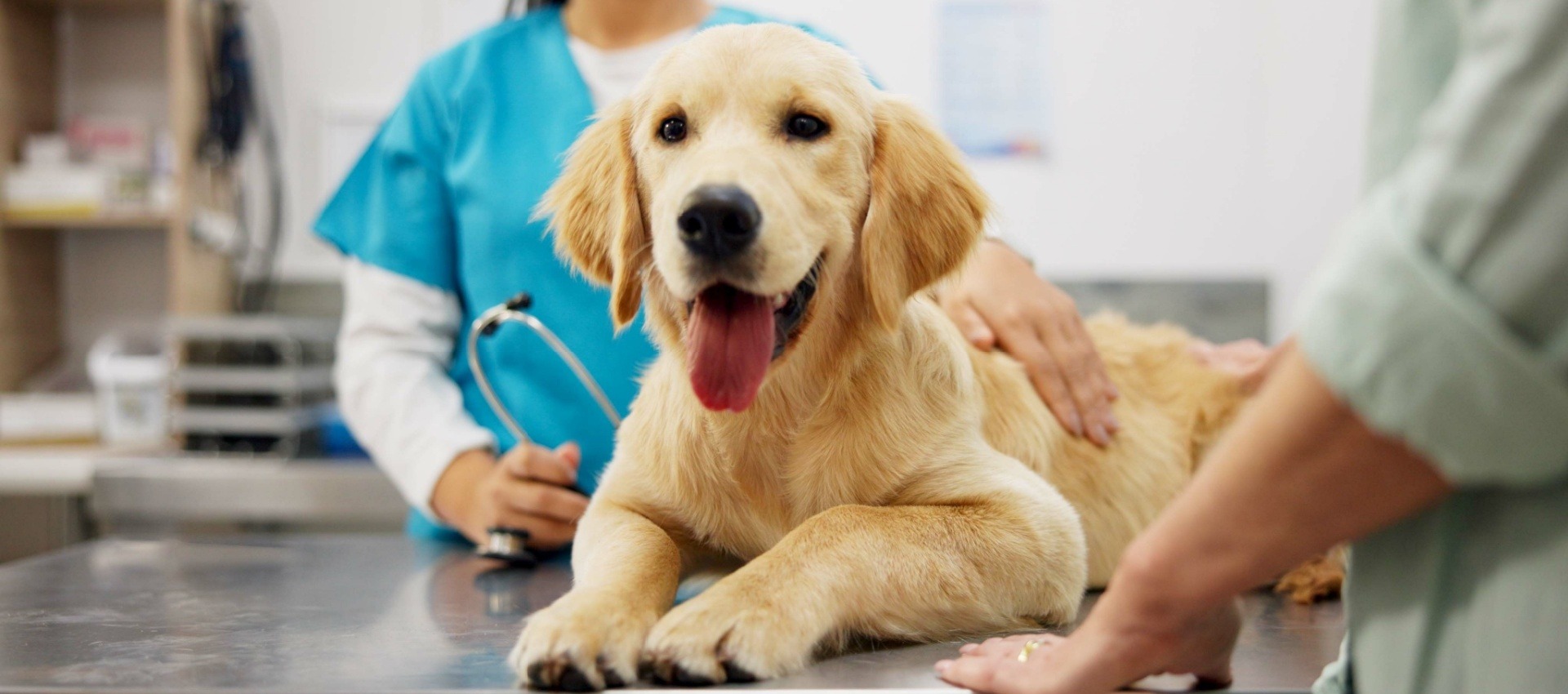 What to Look for When Choosing Dog Daycare in Wimbledon