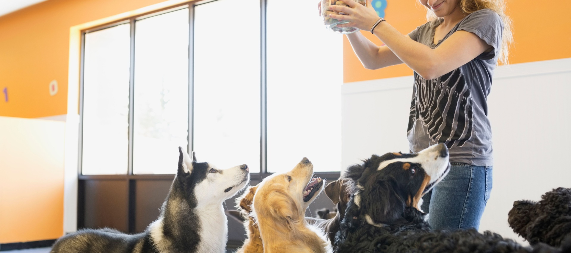 Why London Dog Club Is The Top Choice For Dog Daycare In Acton