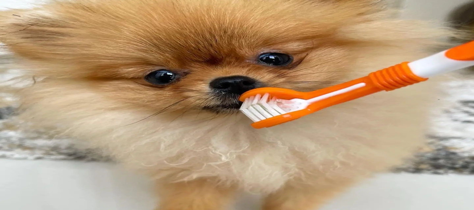 Dog Daycare vs Staying at Home: What’s Best for Your Dog?